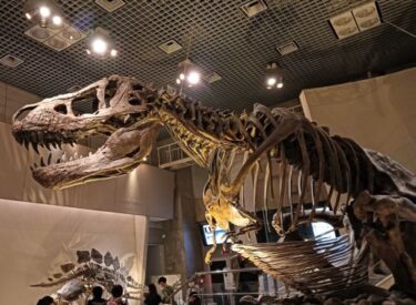 上野の国立科学博物館に５歳児と行くなら恐竜から見たほうがいい